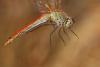 Sympetrum sanguineum